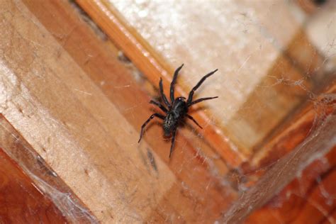 Black House Spider? : r/australia