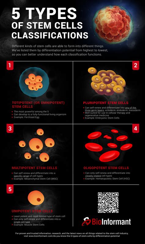 Do You Know the 5 Types of Stem Cells? | BioInformant