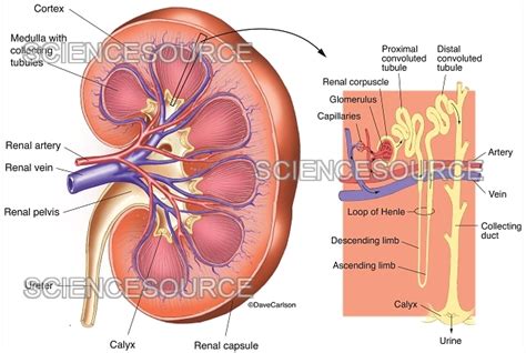 Kidney Anatomy and Filtration Diagram | Stock Image - Science Source Images