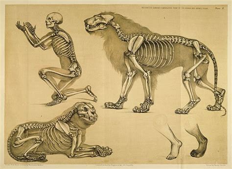 BibliOdyssey: Comparative Mammalian Anatomy