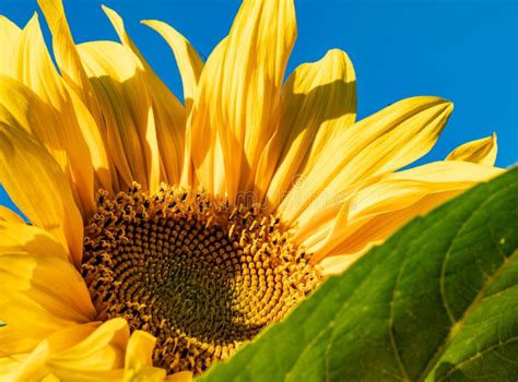 Bright Sunflower. Blooming Sunflower in the Bright Sunny Day Stock Photo - Image of golden ...