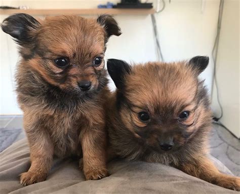 43+ Chihuahua Pomeranian Mix Puppies For Sale Photo - Bleumoonproductions