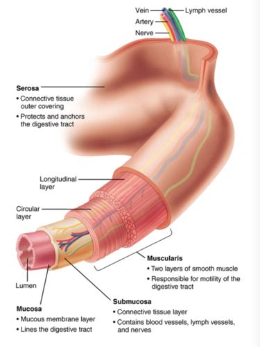 Learning Objectives: Chapter 21, Digestive System ch 21 Flashcards | Quizlet