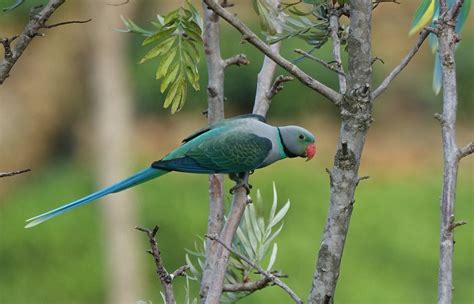 An introduction to Asiatic parrots - Aviculture Hub