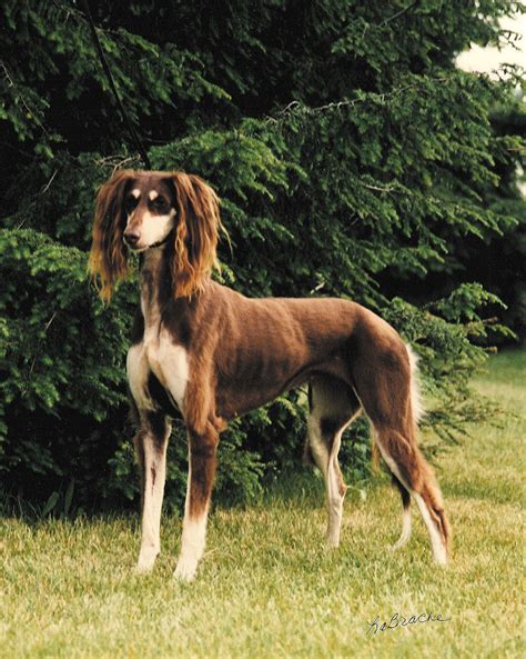 Pin by Dog Breeds on Pets Pon Pon | Saluki dogs, Horses and dogs ...