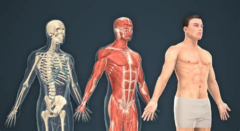 Human body (male) - 3D scene - Mozaik Digital Education and Learning