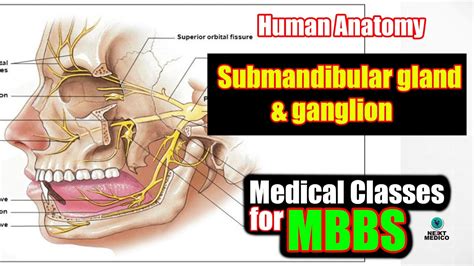 Submandibular gland & ganglion Lecture - 19 - YouTube