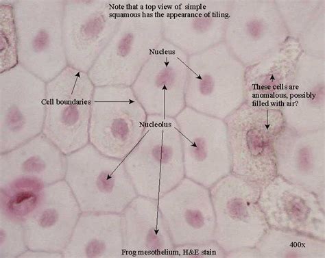 Epithelial Tissue : Anatomy & Physiology | Squamous, Anatomy and physiology, Physiology