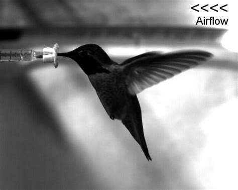 Anna's Hummingbird Flying Backwards to Stay Still in Wind Tunnel - YouTube