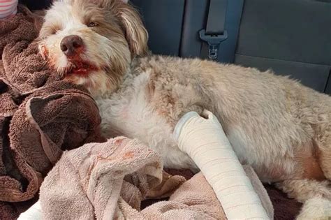 Family raising £30,000 after beloved pet dog dislocated her paws in ...