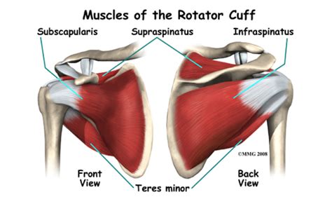 The dreaded ‘rotator cuff’ - Ergoworks Physiotherapy