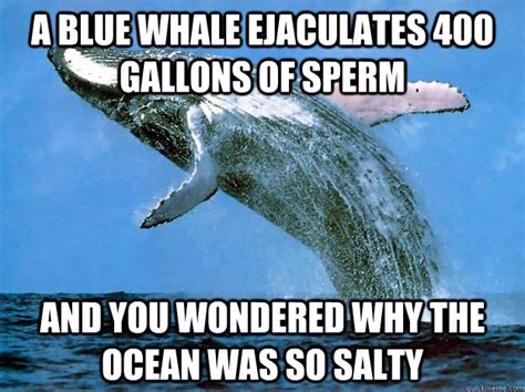 A Blue Whale ejaculates 400 gallons of sperm And you wondered why the ...