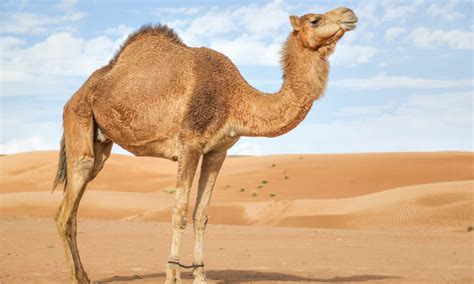 10 Incredible Camel Facts - A-Z Animals