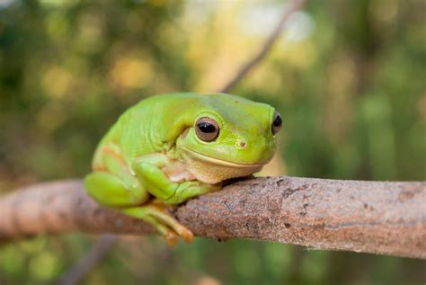 Green tree frog - Australian Geographic