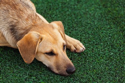 How to Care for Your Artificial Grass for Dogs (The Smart Way)