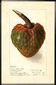 Category:Paintings of custard apple - Wikimedia Commons