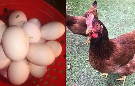 RIR Hen Fertile Eggs for Sale - ChicksBazaar