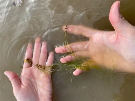 Sago Pondweed | University of Maryland Extension