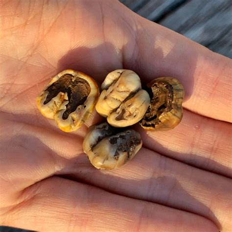 Four Fossil Manatee Teeth from Florida - PaleoCris