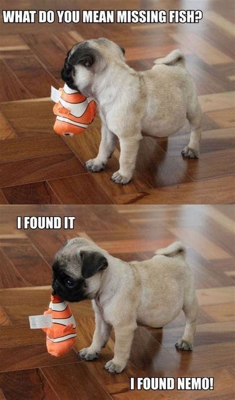 101 Lovable Pug Memes That Are Too Puggin' Cute