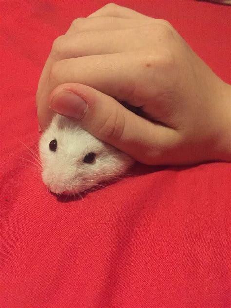 Meet my hamster! Snowball | Rodents Amino Amino