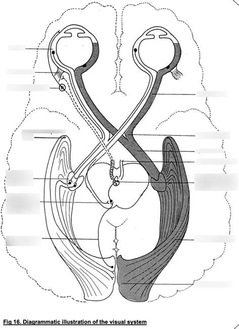 Visual system diagram Diagram | Quizlet