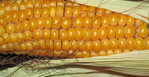 Corn Roasting Business Plan Guide - 99BusinessIdeas