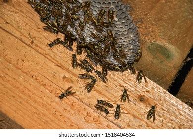 3,854 Wasp Nest House Images, Stock Photos & Vectors | Shutterstock