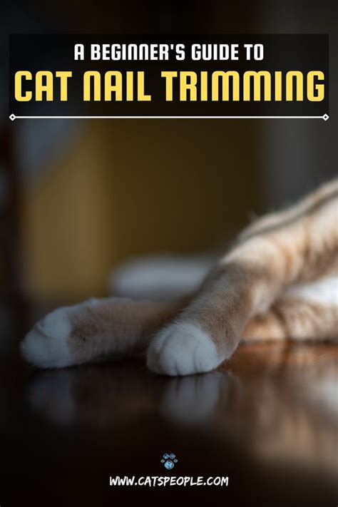 Trimming your cat's nails: everything you need to know in 2021 | Trim cat nails, Cat nails, Cat ...