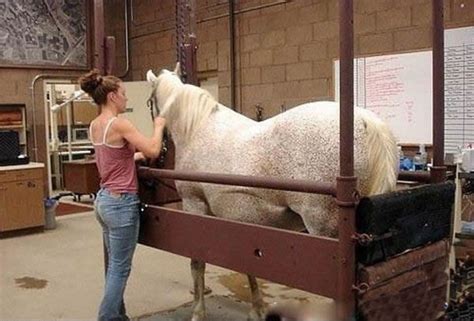 Beauty of Horse Breeding Artificial Insemination - Pix Magazine