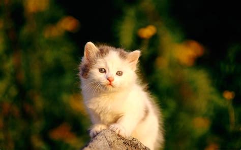 HD Wallpapers : Cute Cat HD Wallpaper