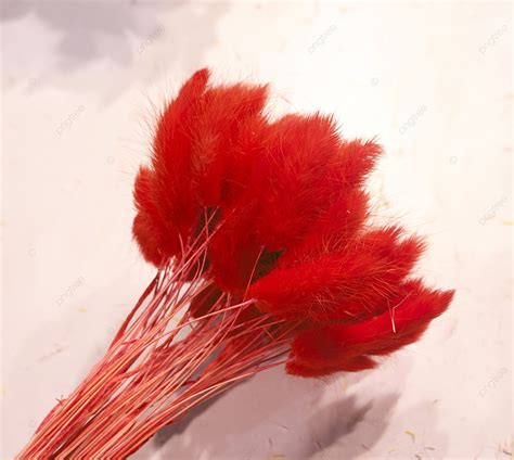 Crimson Dyed Eternal Flower Rabbit Tail Grass Background, Flowers, Garden, Floral Background ...