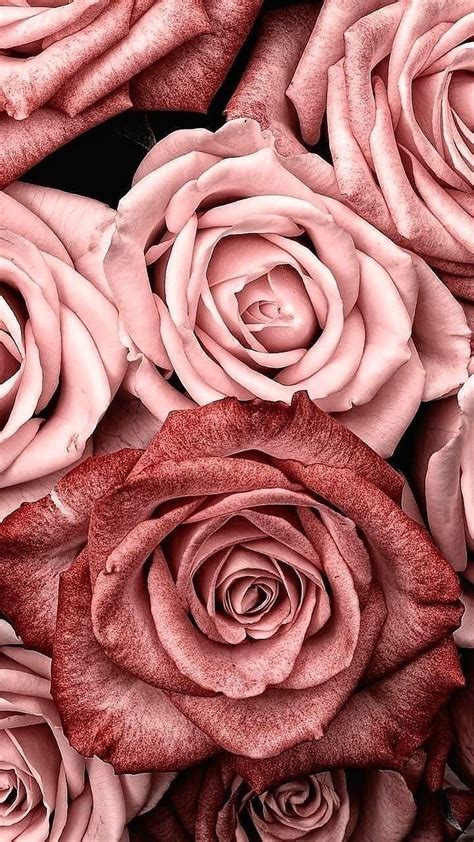 Aesthetic Rose Gold Ipad Tumblr, rose gold aesthetic HD phone wallpaper ...