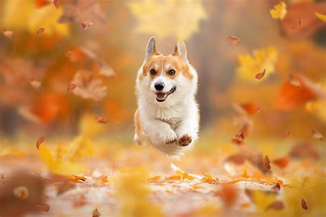 #autumn #leaves #mood #jump #dog #flight #walk #bokeh #doggie Welsh Corgi Svetlana Pisareva ...