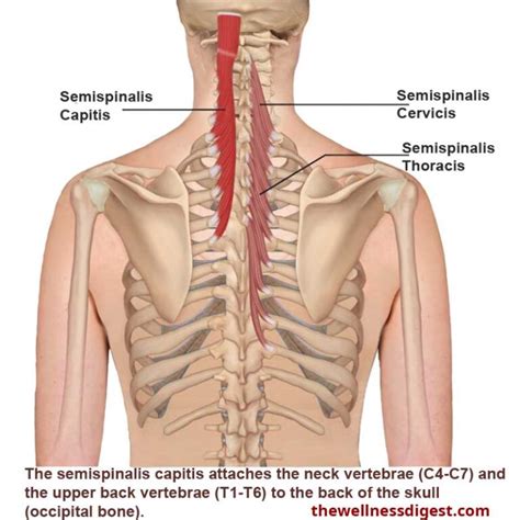 Semispinalis Capitis Muscle: Neck and Head Pain - The Wellness Digest