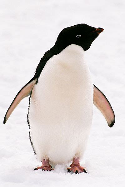 Penguins Get the Bird Flu, Too | Science | AAAS