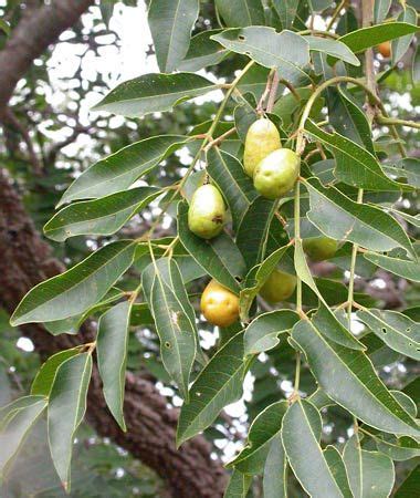 Anacardiaceae | Description, Taxonomy, & Examples | Britannica