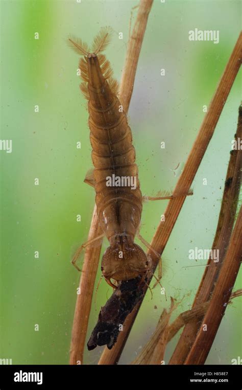 Dytiscidae Larvae