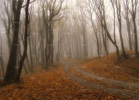 Autumn in foggy forest with road featuring forest, fog, and tree | Nature Stock Photos ...