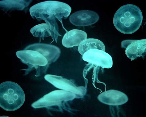 How many Eyes do Box Jellyfish have - How many Eyes does a Box Jellyfish have