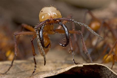 Army Ant Soldier With Giant Mandibles Photograph by Piotr Naskrecki - Fine Art America