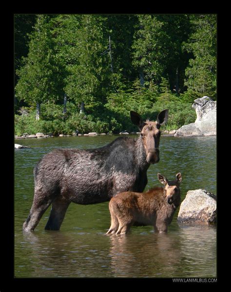 Mother and Baby Moose by LanimilbuSx on DeviantArt