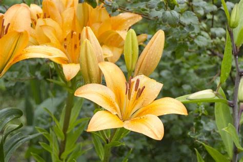 Orange red Lilies Flowers stock image. Image of fragility - 99317745