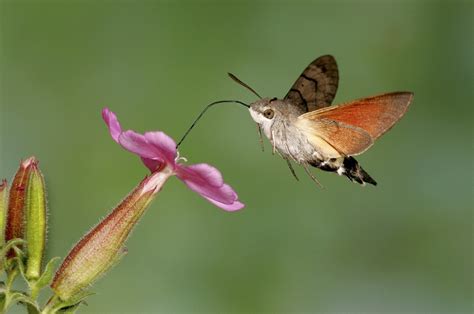 Hummingbird Hawk-moth Facts, Range, Habitat, Behavior, Pictures