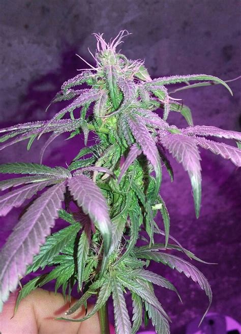 My Super skunk | Plants, Skunk, Super