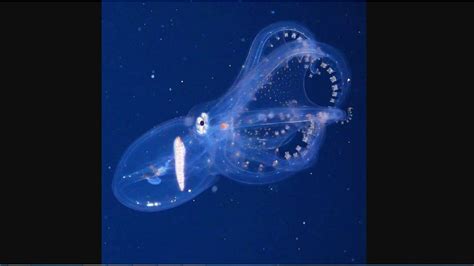 Glass octopus with transparent skin captured on camera. Rare video goes viral | Trending ...