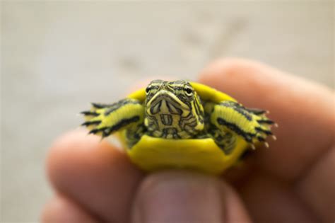 Tiny Chicken Turtles Hatch at Tennessee Aquarium - ZooBorns