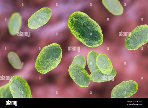 Coccobacilli hi-res stock photography and images - Alamy
