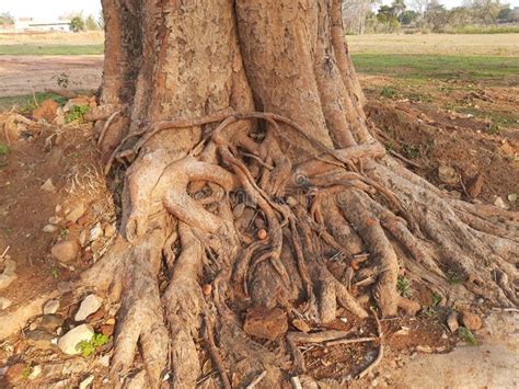 Peepal Tree Roots in India. Stock Photo - Image of subcontinent ...