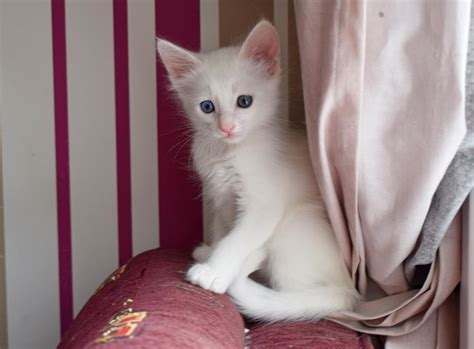 White kitten with heterochromia. : cats